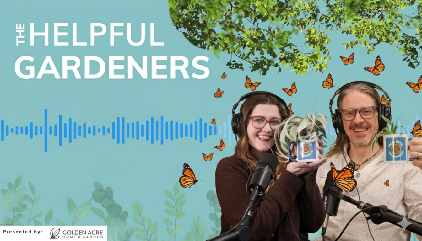 Monarch Butterflies Are Back! (Mostly) Monarch Butterflies Are Back! (Mostly)