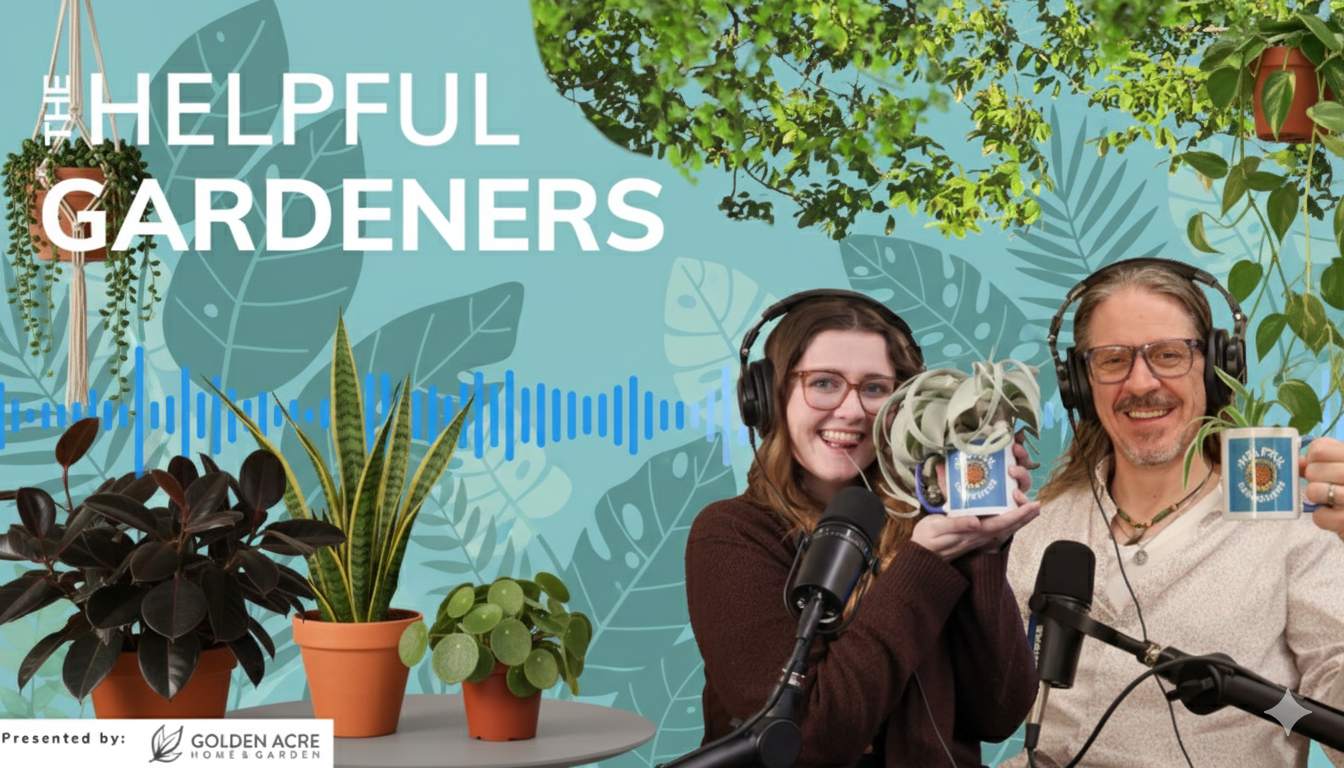 How to Bring New Houseplants Home