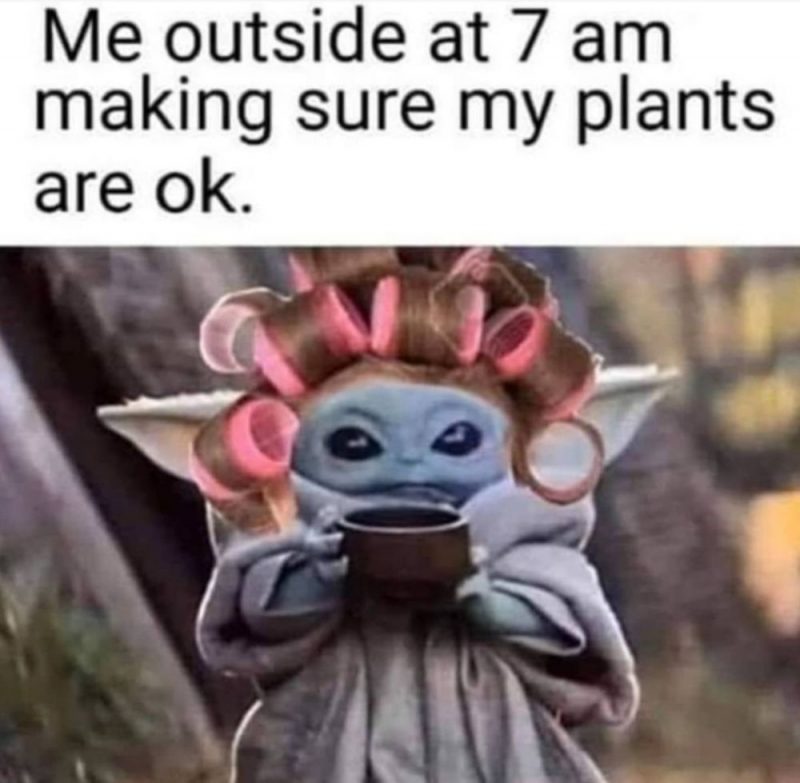 Plant meme 10