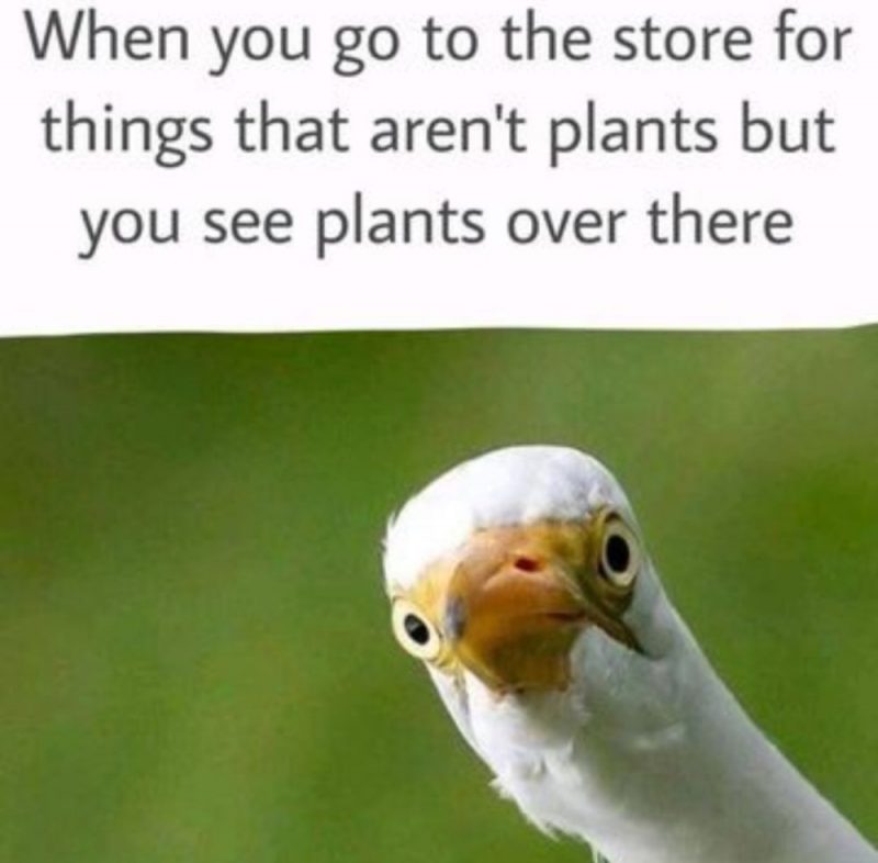 Plant meme 13