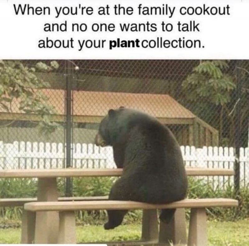 Plant meme 21