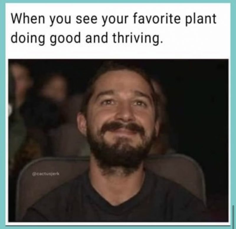 Plant meme 6