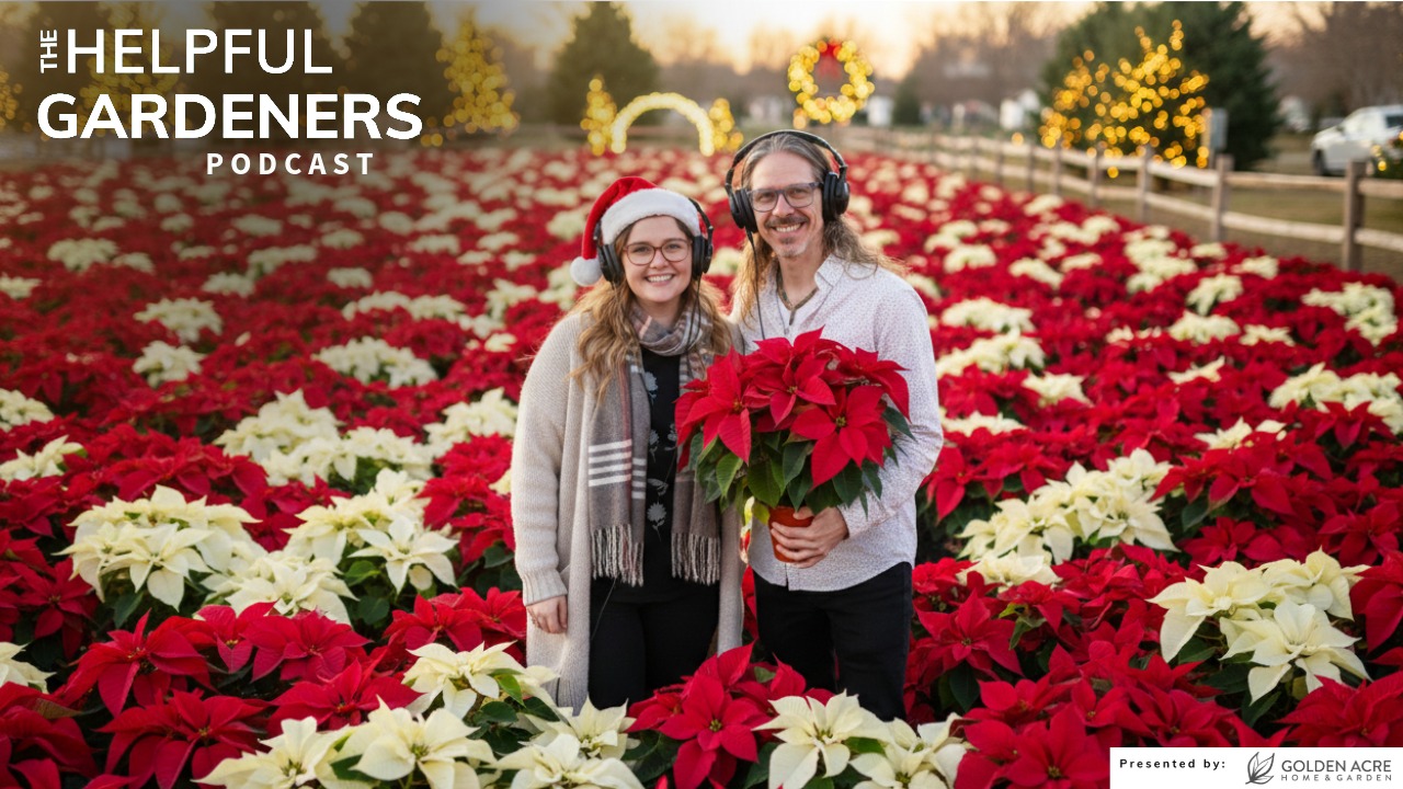 Poinsettia Secrets: How to Keep Yours Growing