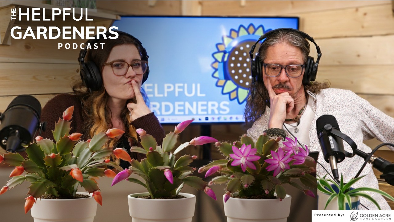 Holiday Cactus: How to Master the Bloom Holiday Cactus: How to Master the Bloom